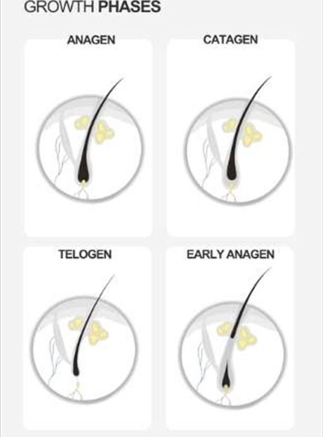 Growth phases